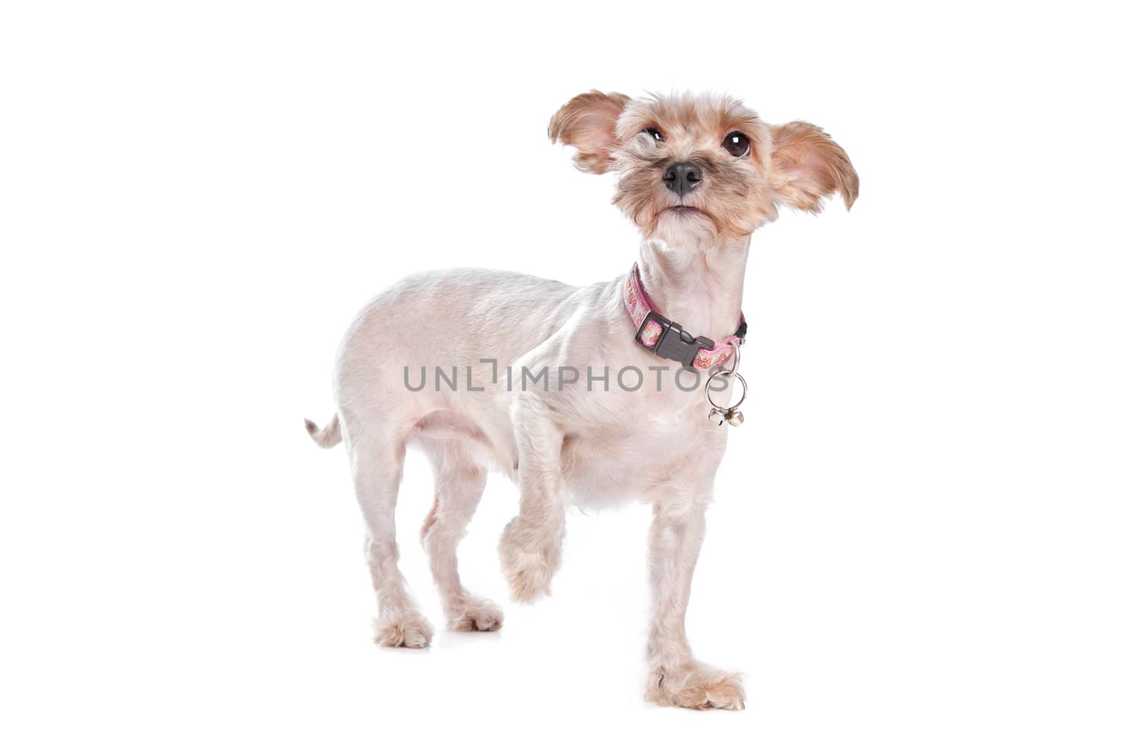mixed breed shi tzu in front of a white background