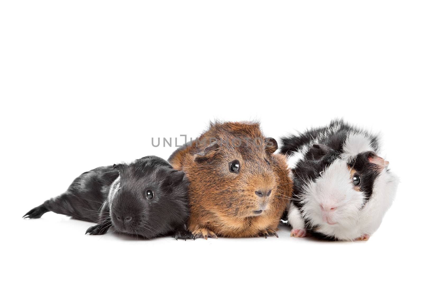 three Guinea pigs in front of a white background