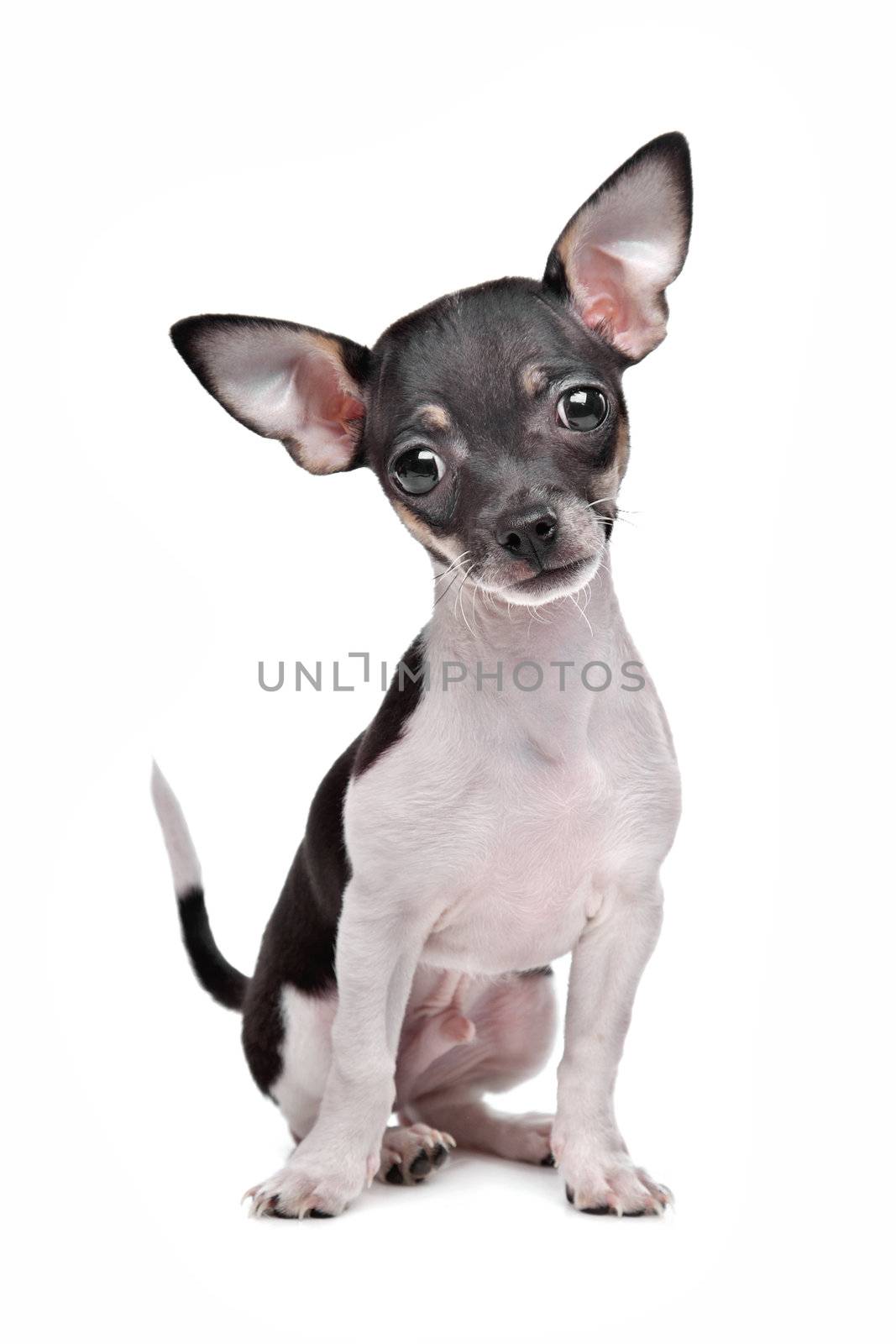 short haired chihuahua puppy by eriklam