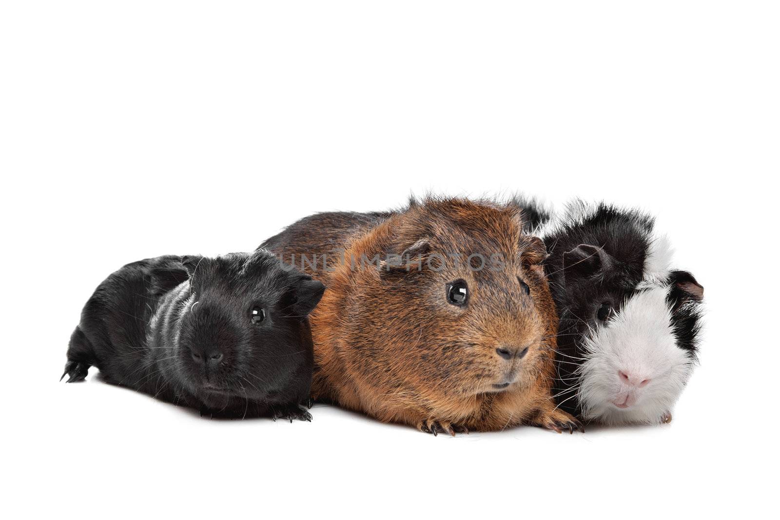 three Guinea pigs in front of a white background