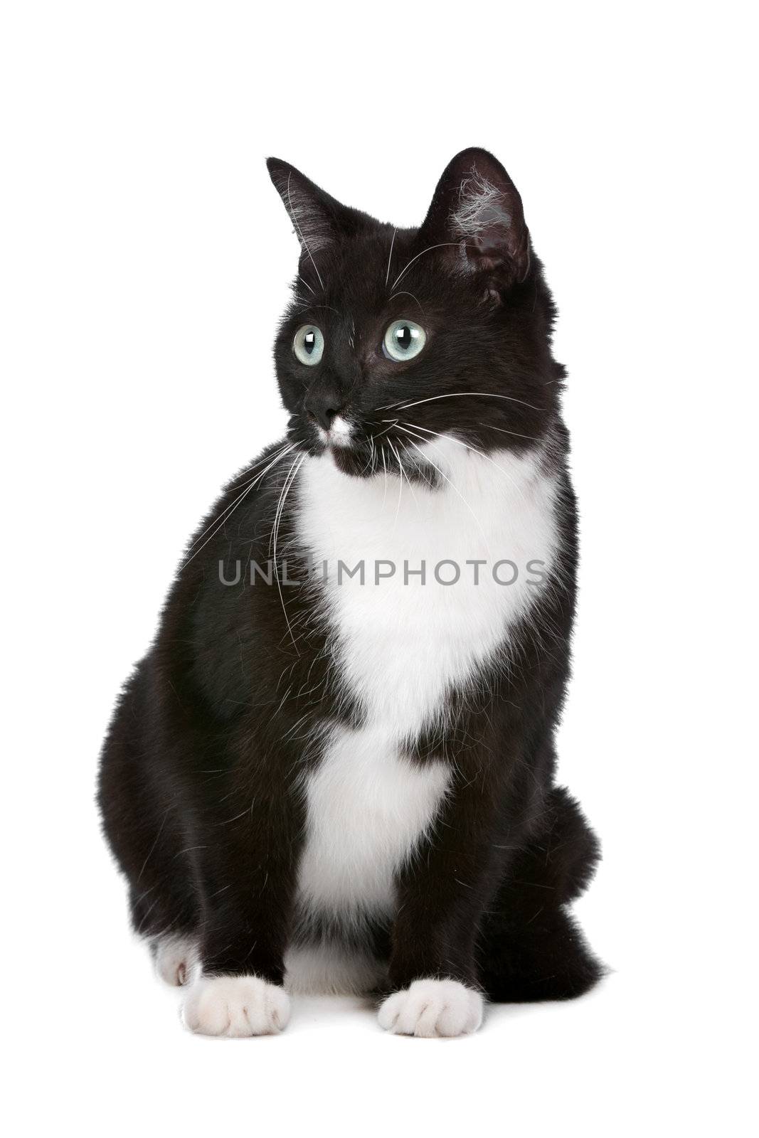 cat in front of a white background