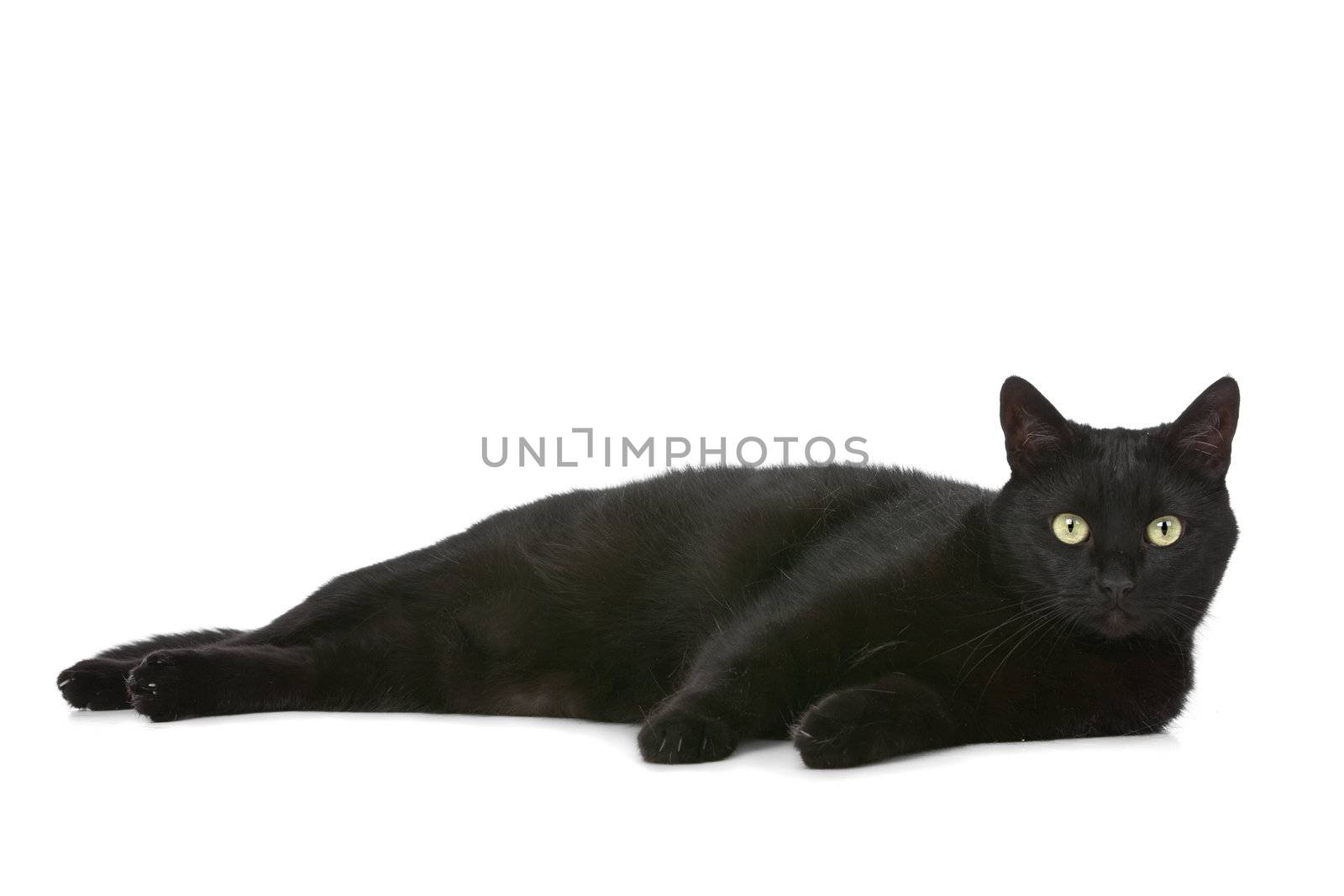 cat in front of a white background