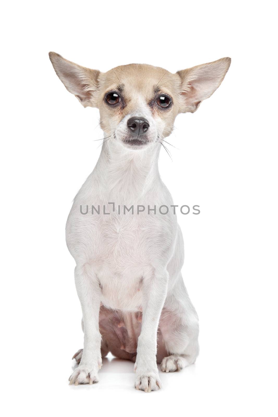 short haired chihuahua puppy by eriklam