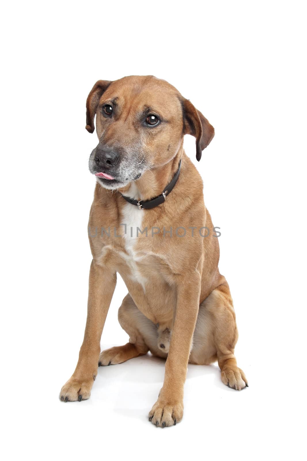 mixed breed dog in front of a white background. shepherd/Labrador