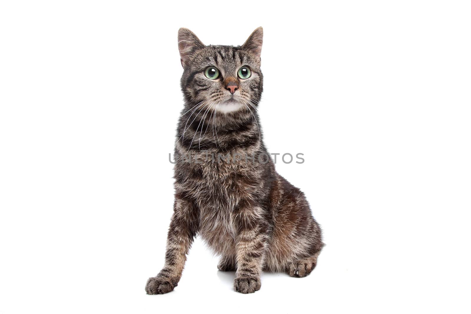stressed cat in front of a white background