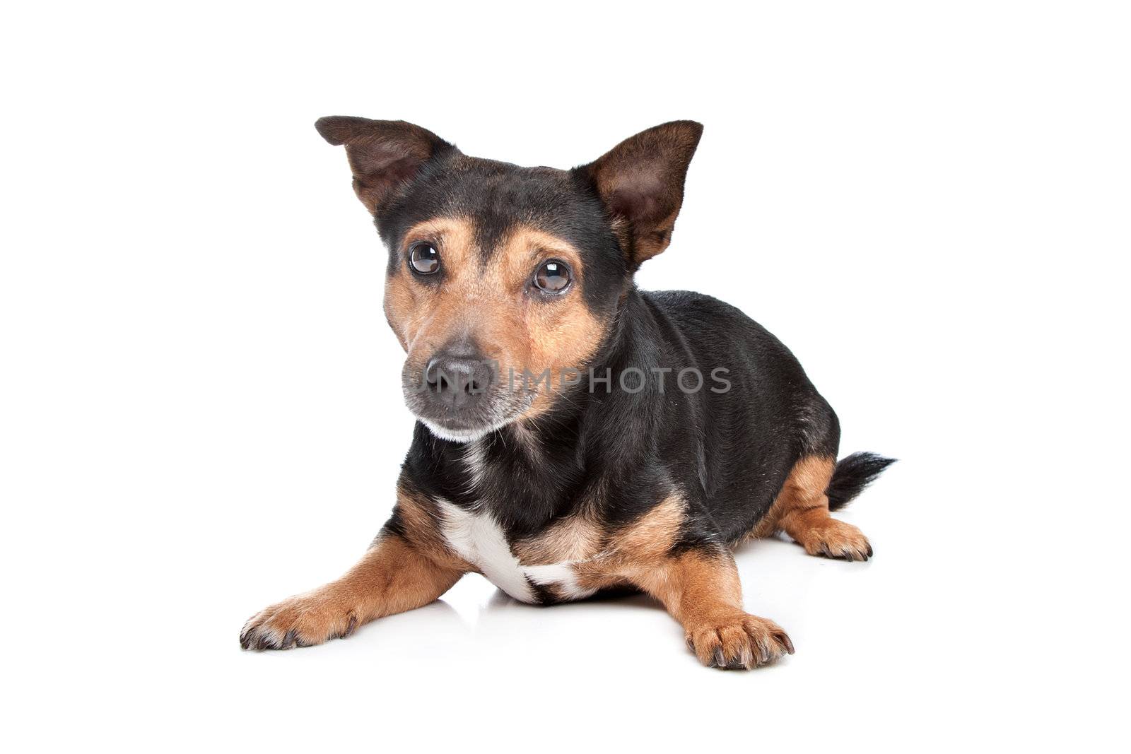 Black and Tan Jack Russel Terrier in front of white background