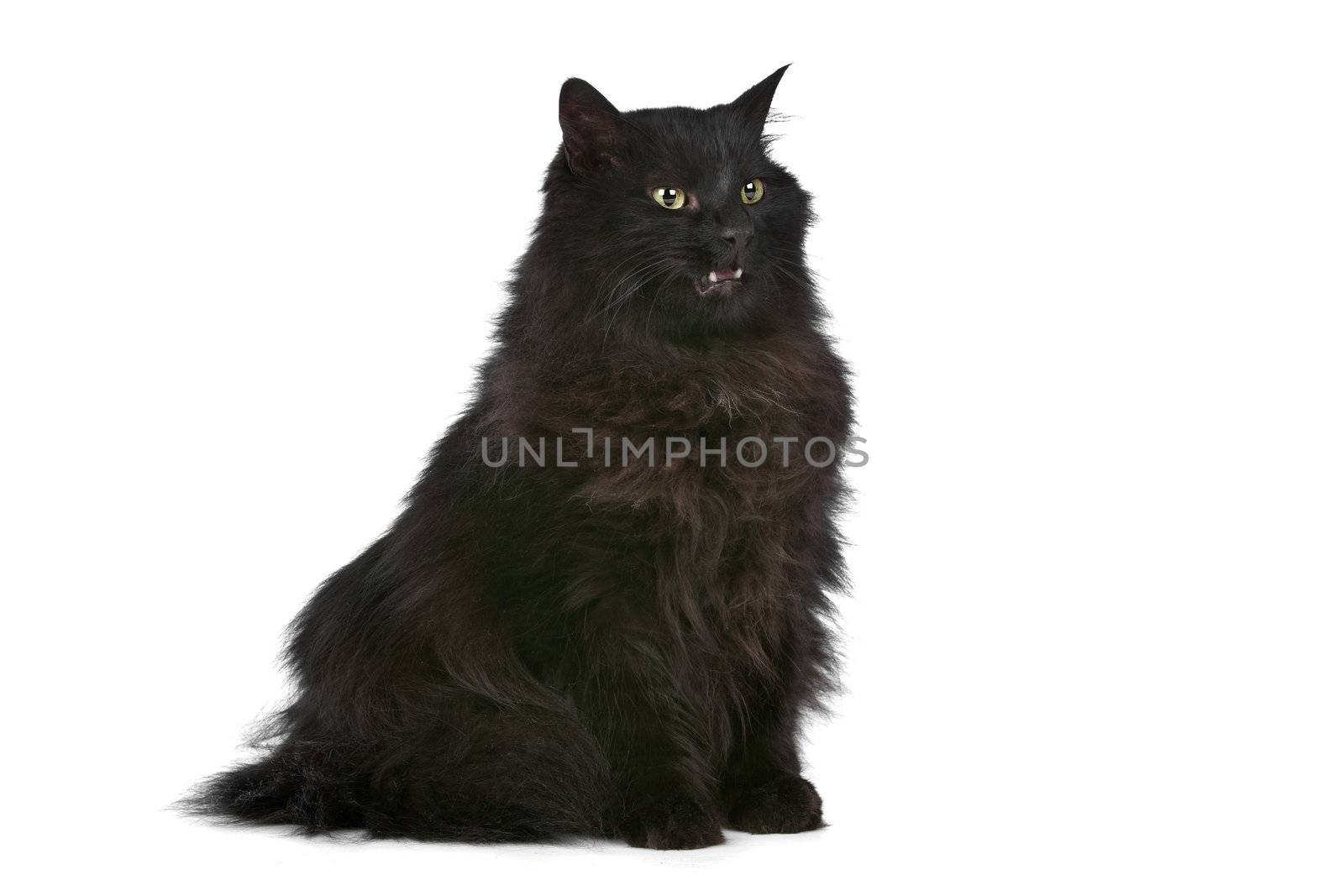 cat in front of a white background