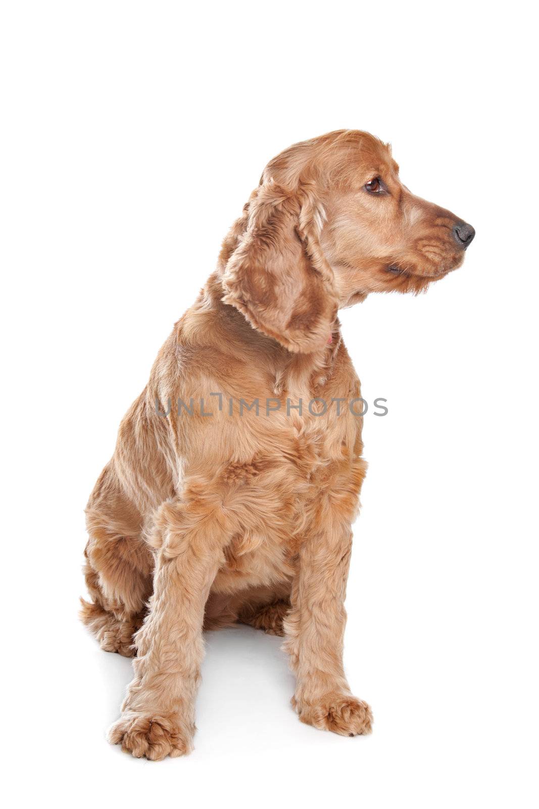 Brown cocker spaniel dog in front of a white background