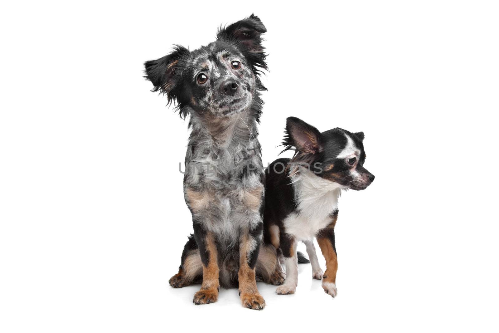 Two Chihuahua dogs in front of a white background