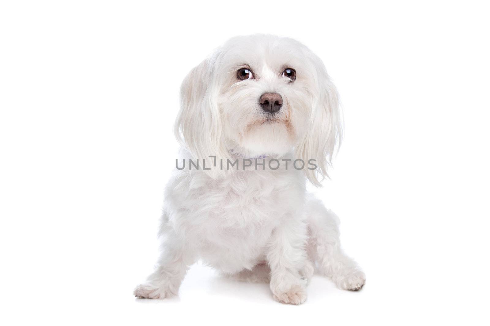 Maltese dog by eriklam