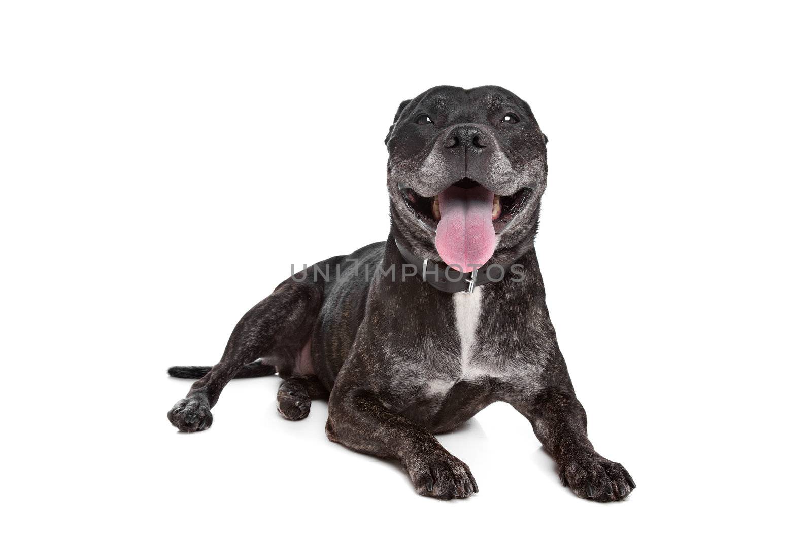 Staffordshire Bull Terrier in front of a white background