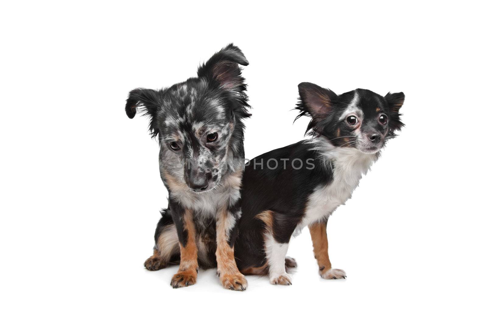 Two Chihuahua dogs by eriklam