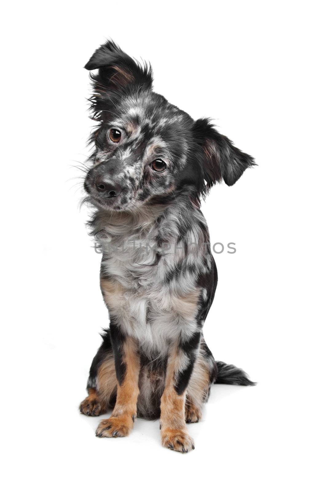 Long haired chihuahua by eriklam