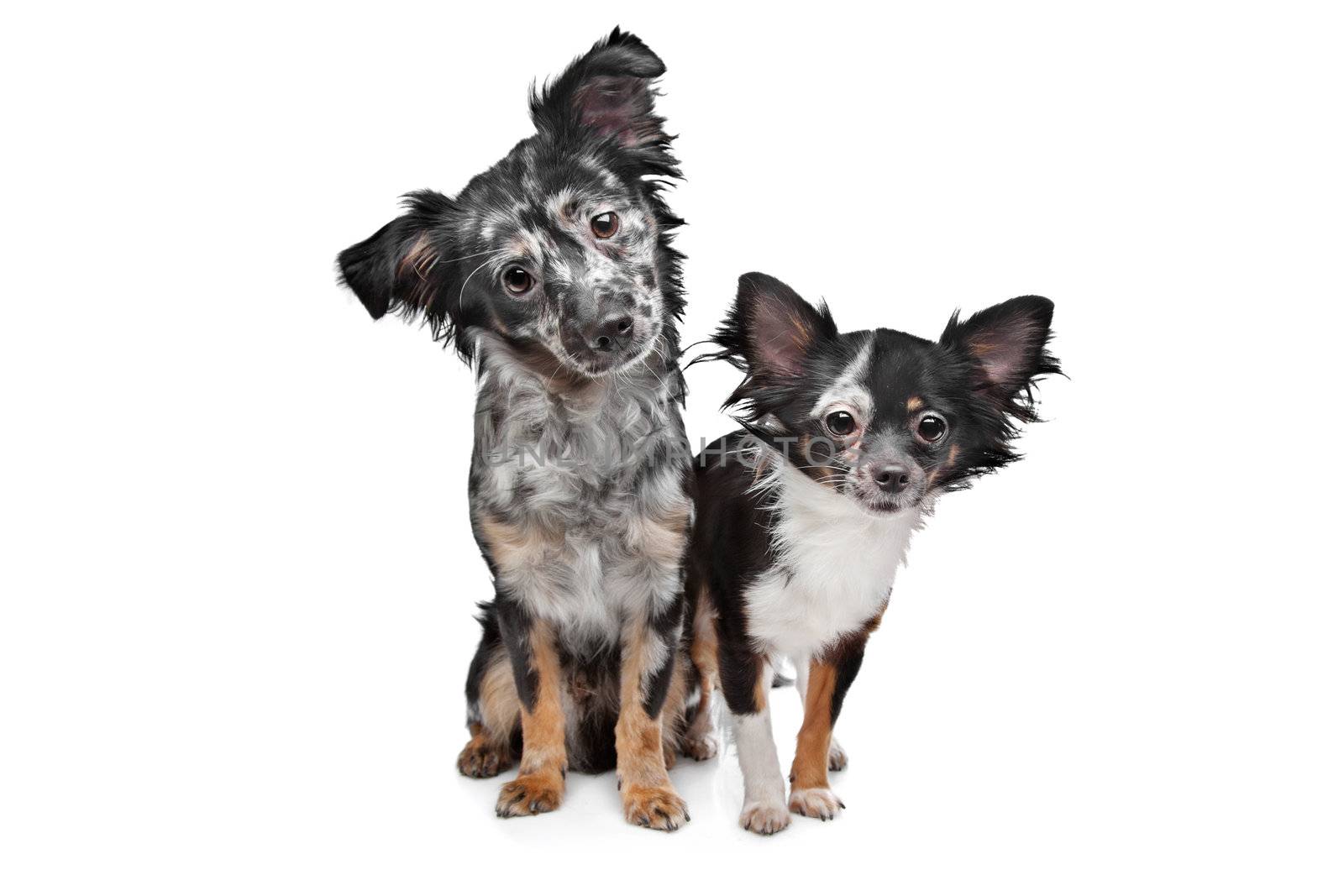 Two Chihuahua dogs in front of a white background