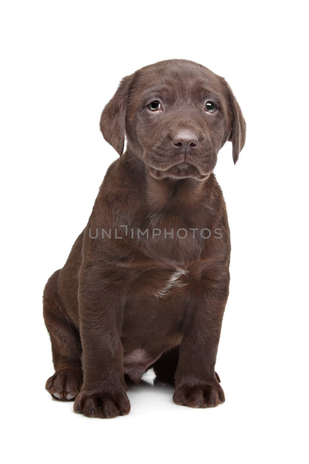 Chocolate Labrador puppy by eriklam