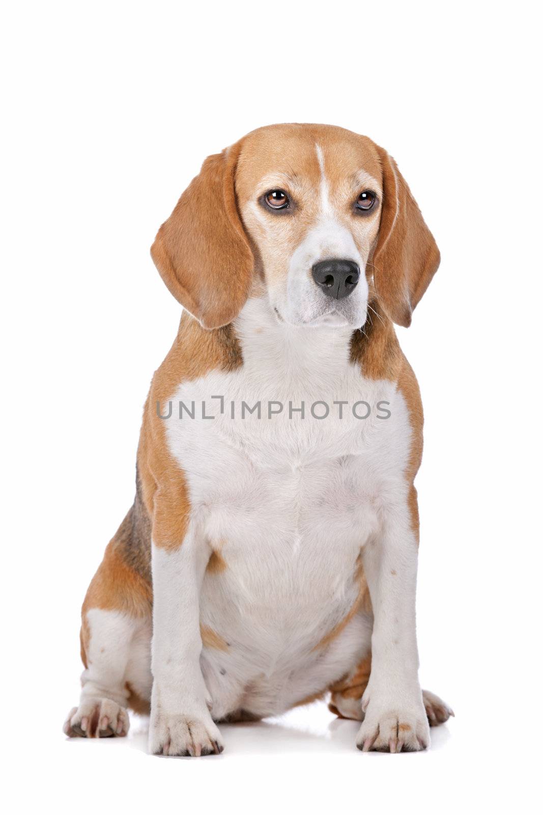 Beagle by eriklam