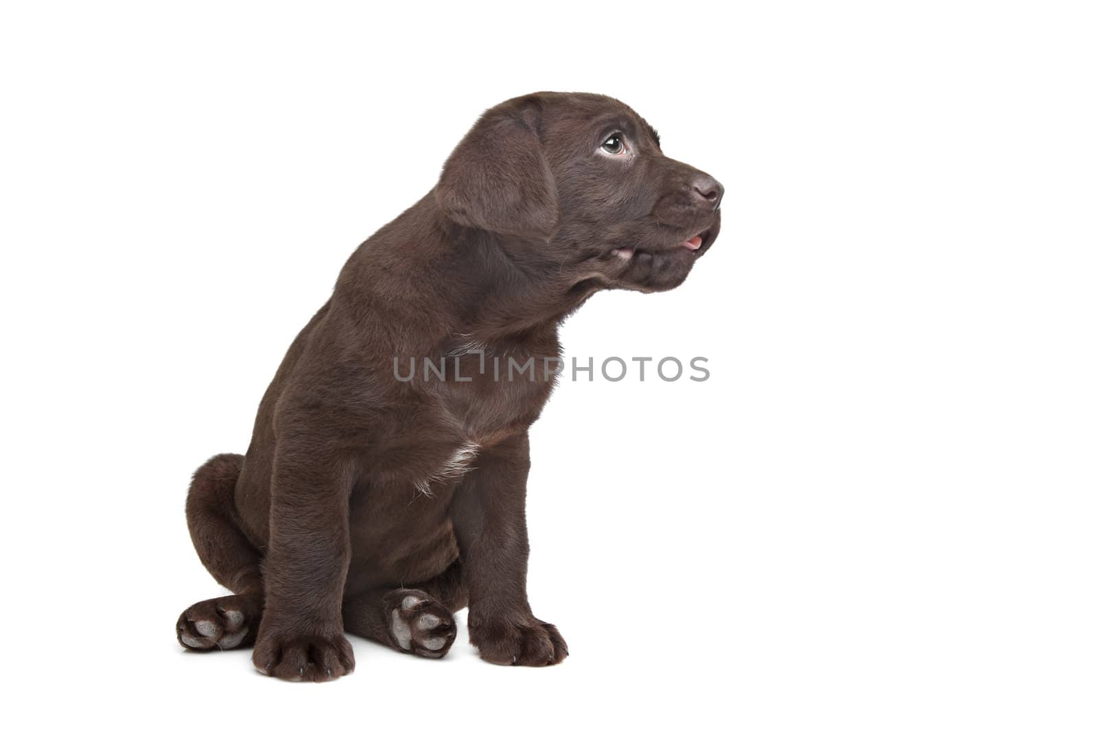 Chocolate Labrador puppy by eriklam