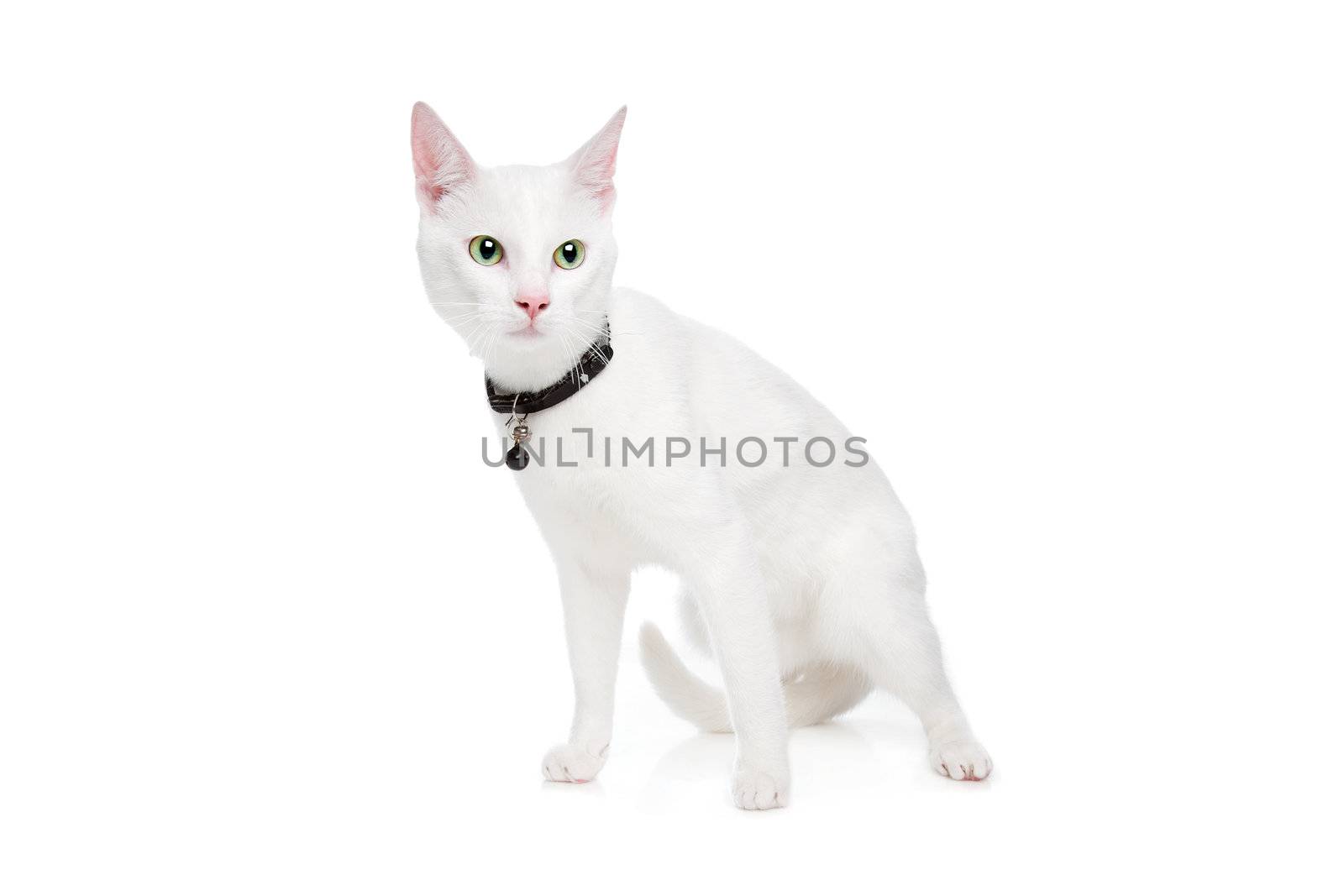 Ragdoll cat with green eyes on white background