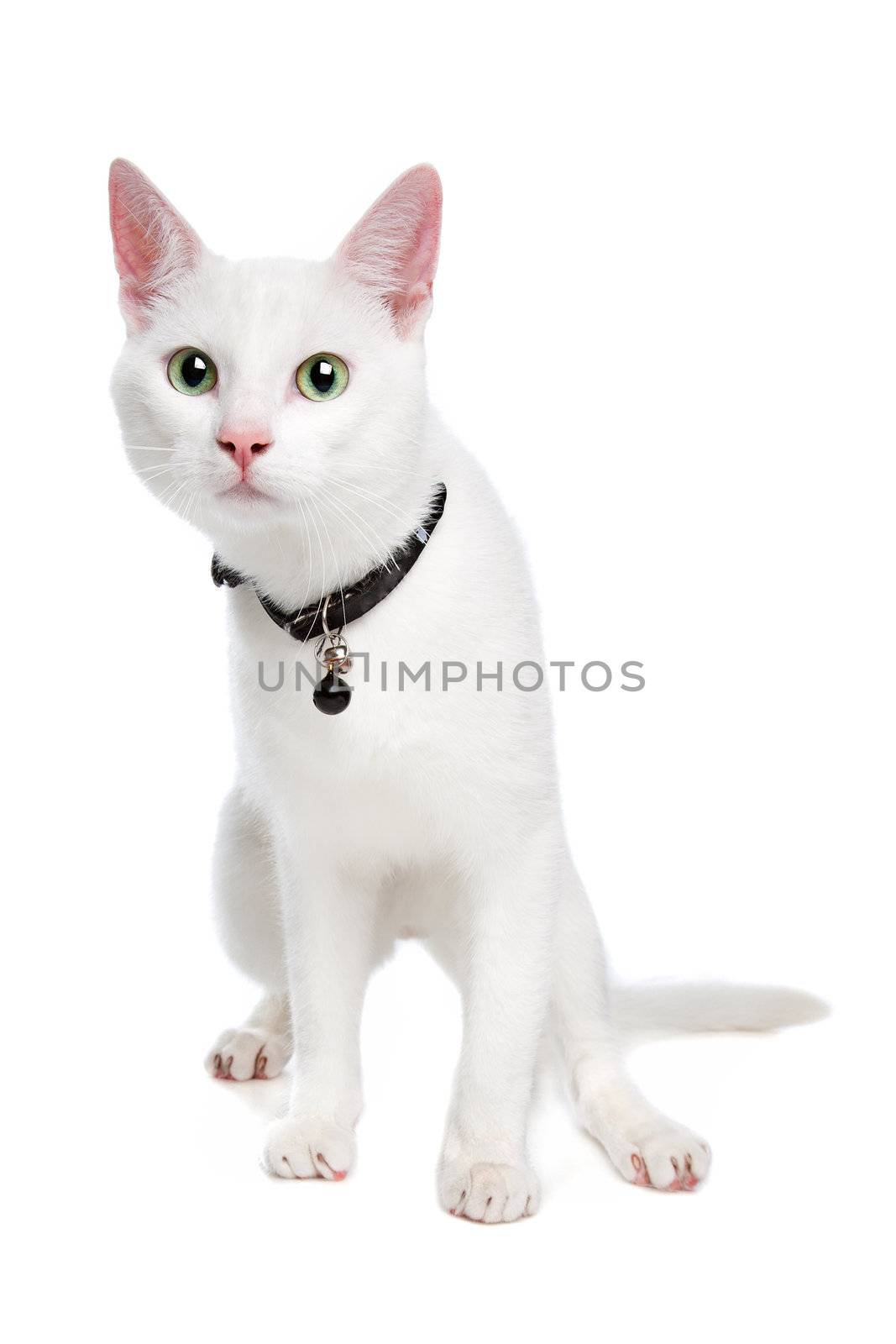 Ragdoll cat with green eyes on white background