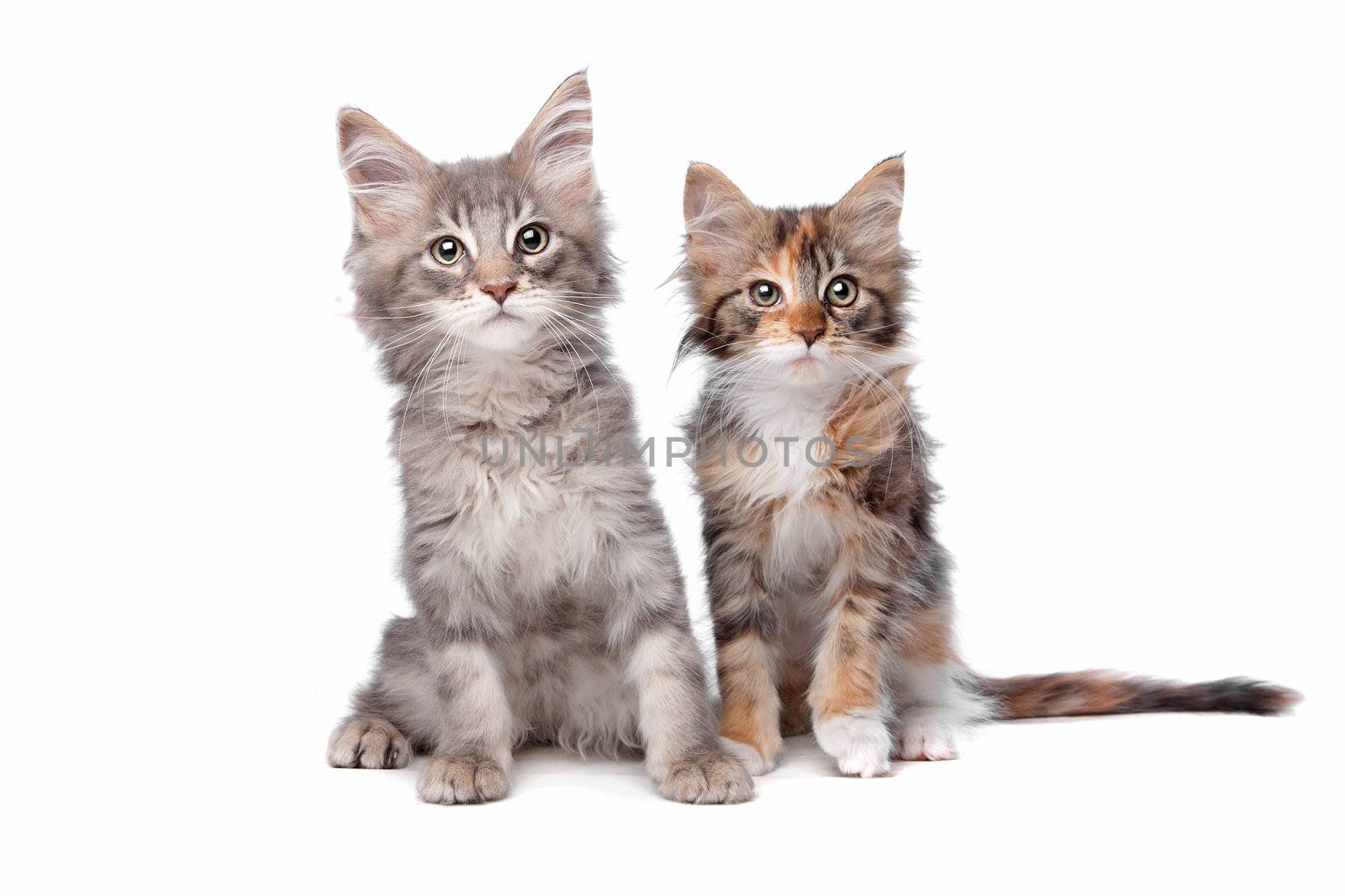 Maine Coon kittens by eriklam