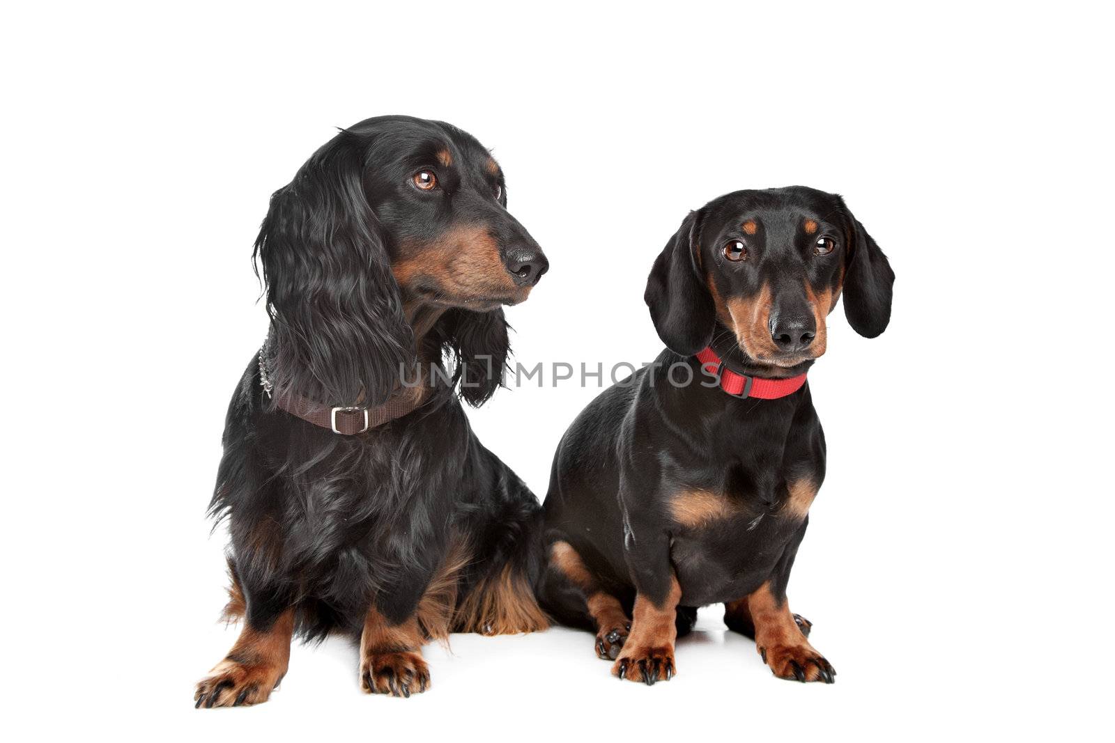 long-haired and smooth dachshund in front of a white background