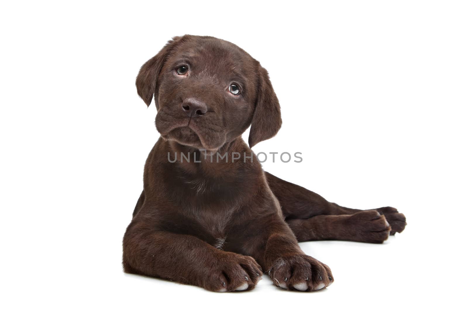 Chocolate Labrador puppy (7 weeks old)