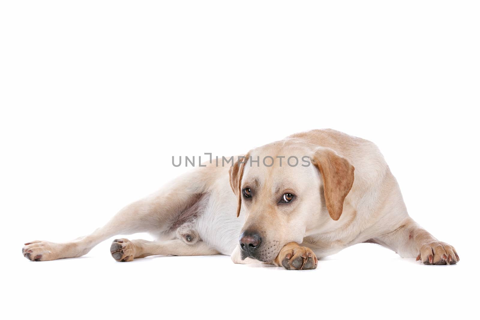 Labrador Retriever in front of a white background