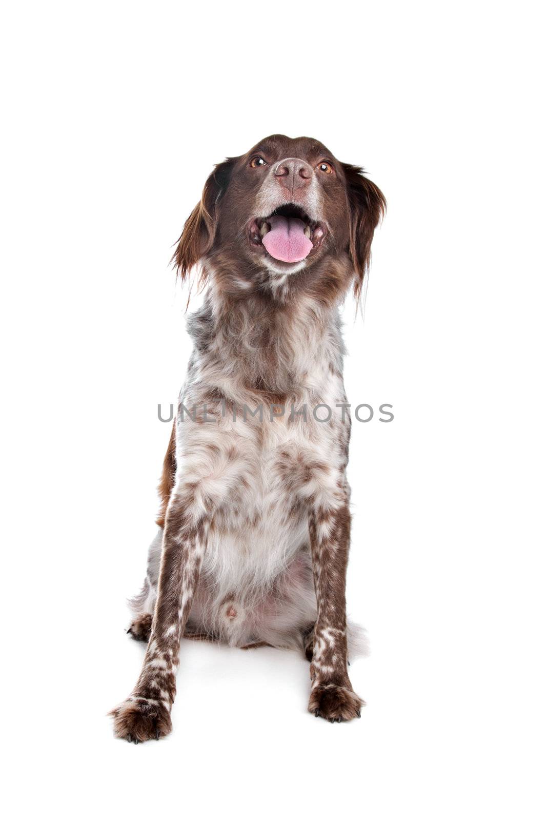 stabyhoun(Frisian Pointer) in front of a white background