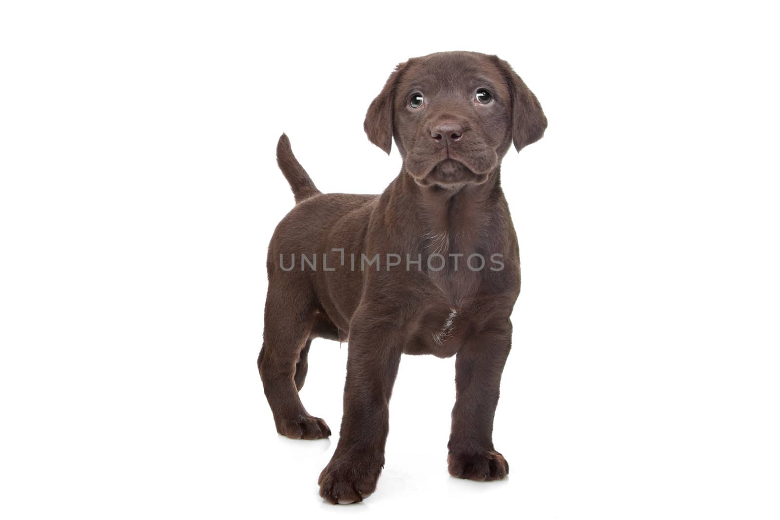 Chocolate Labrador puppy (7 weeks old)