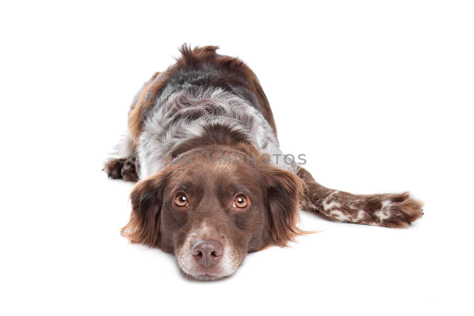 stabyhoun(Frisian Pointer) in front of a white background