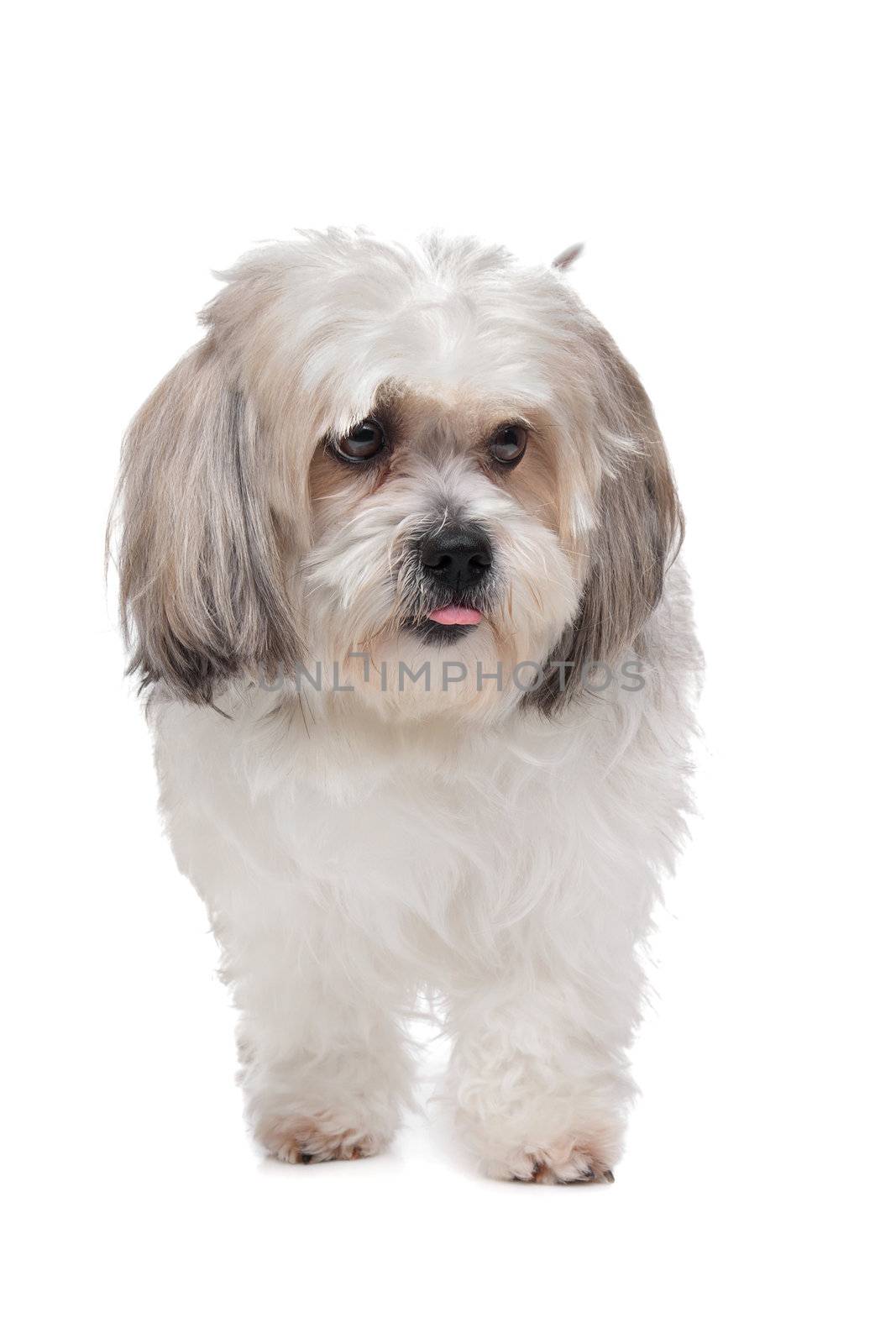 Boomer dog in front of a white background