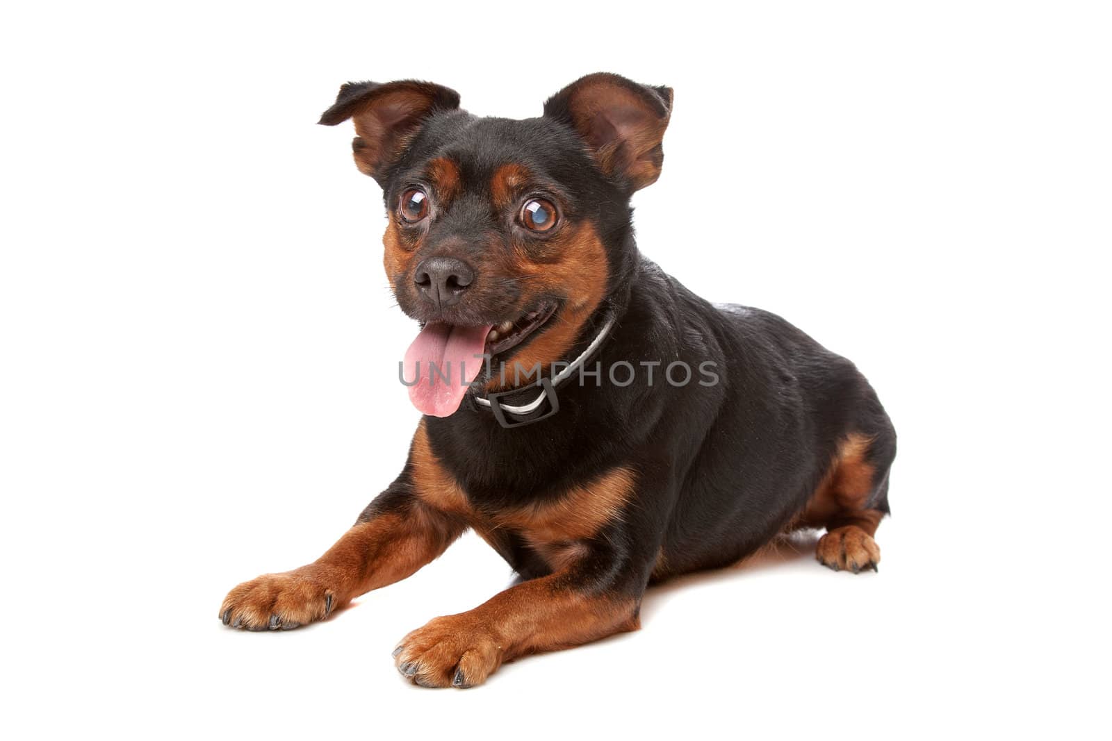 blind mixed breed dog in front of a white background