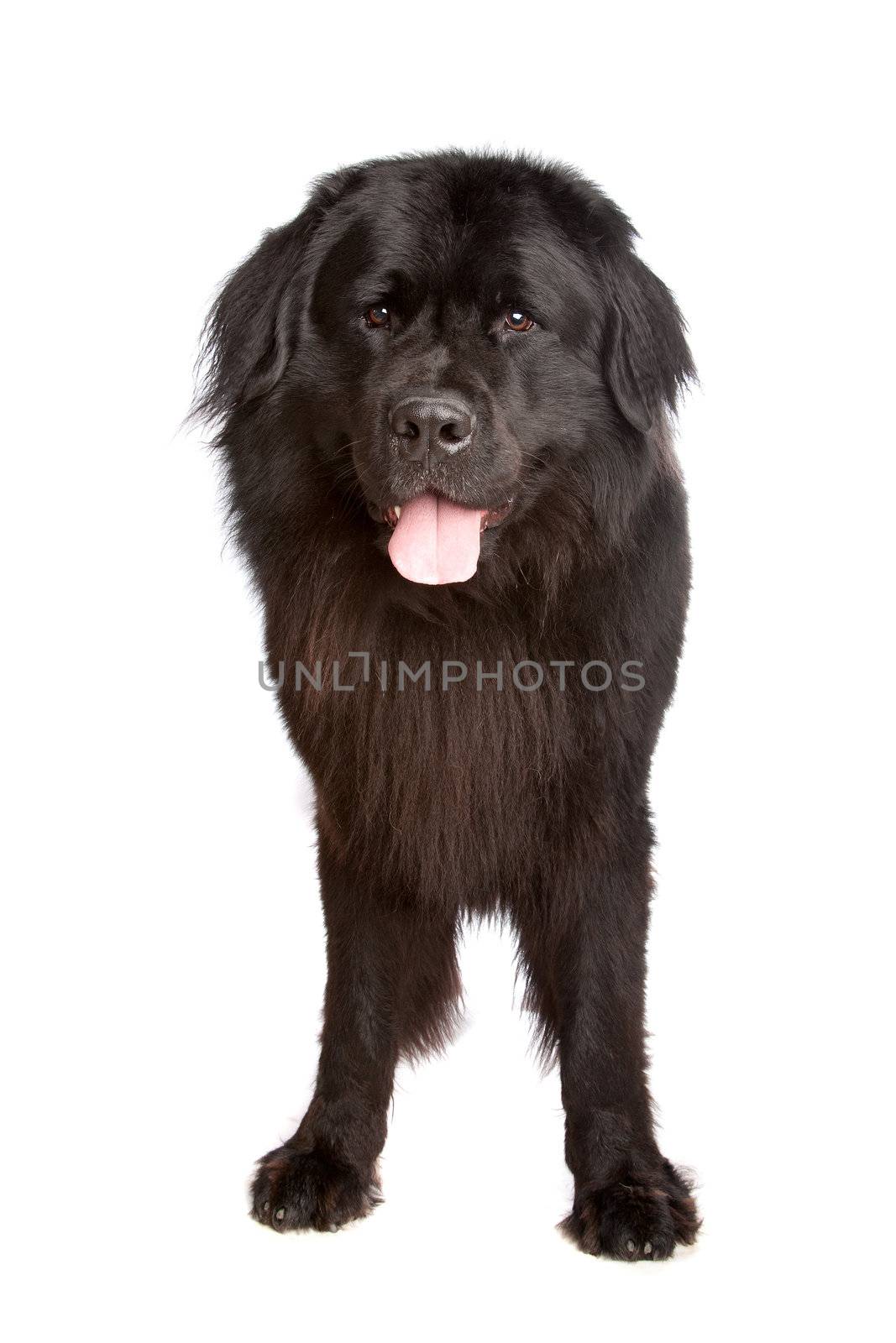 Newfoundland dog in front of a white background