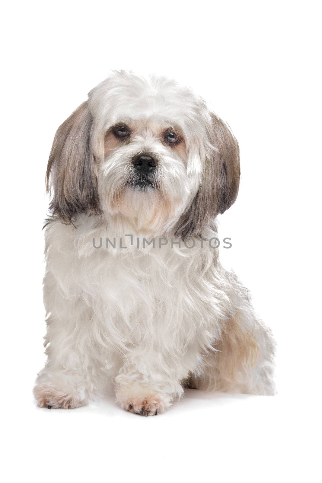 Boomer dog in front of a white background