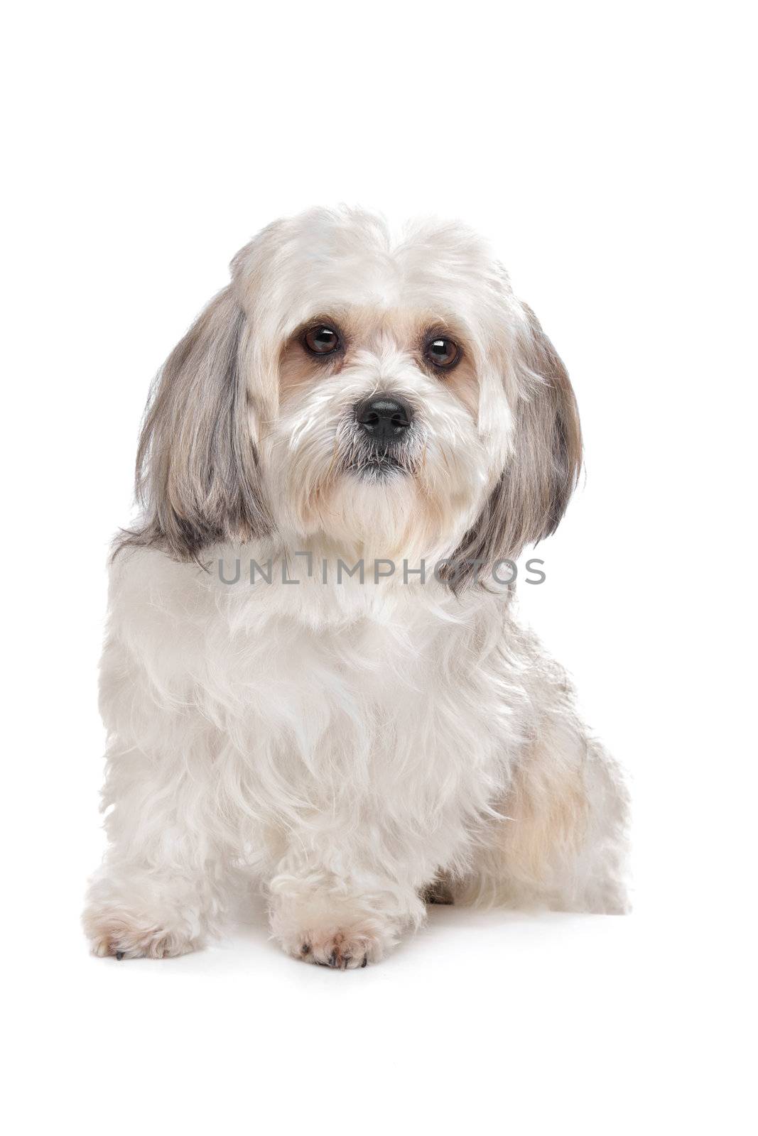 Boomer dog in front of a white background