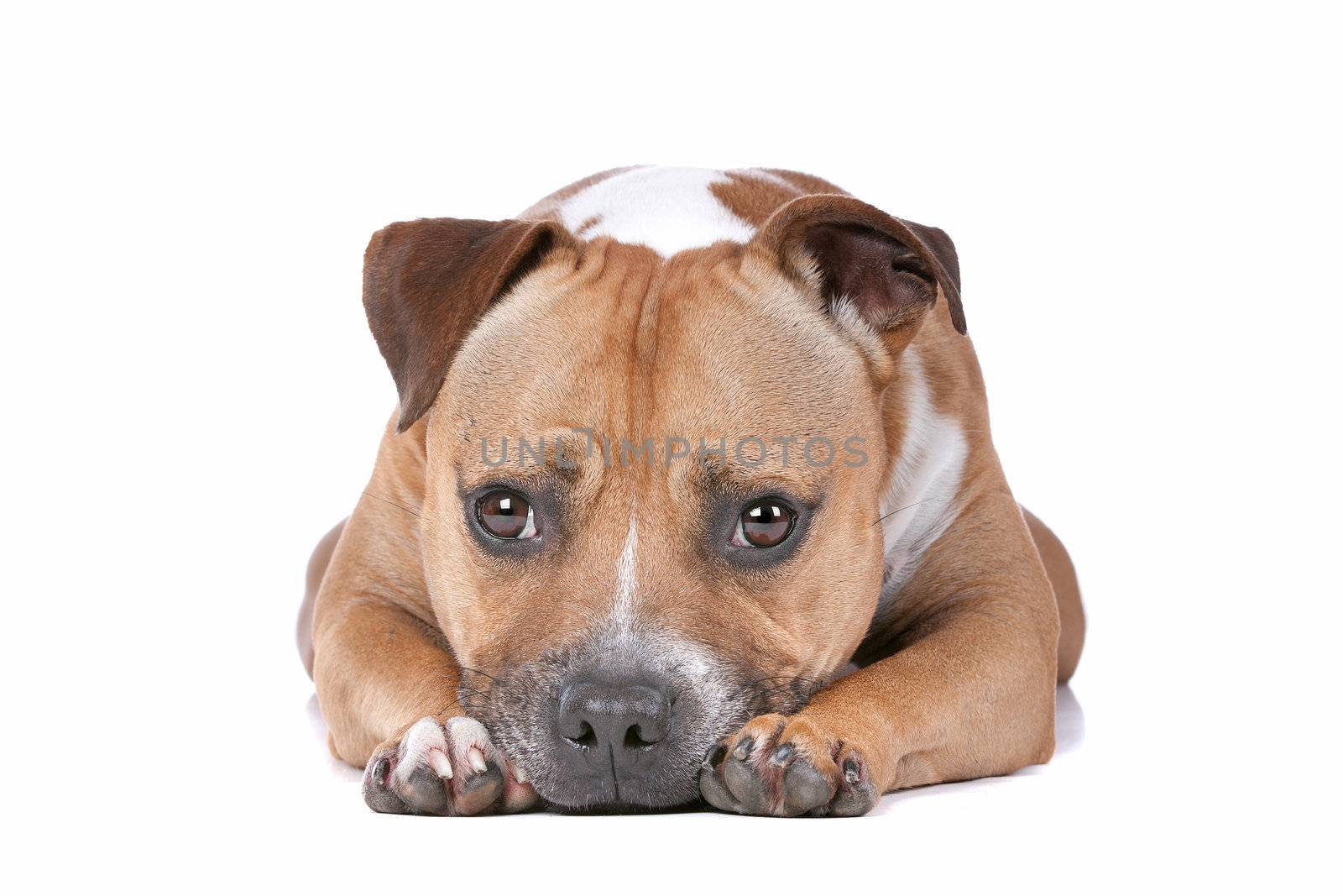 staffordshire bull terrier in front of a white background