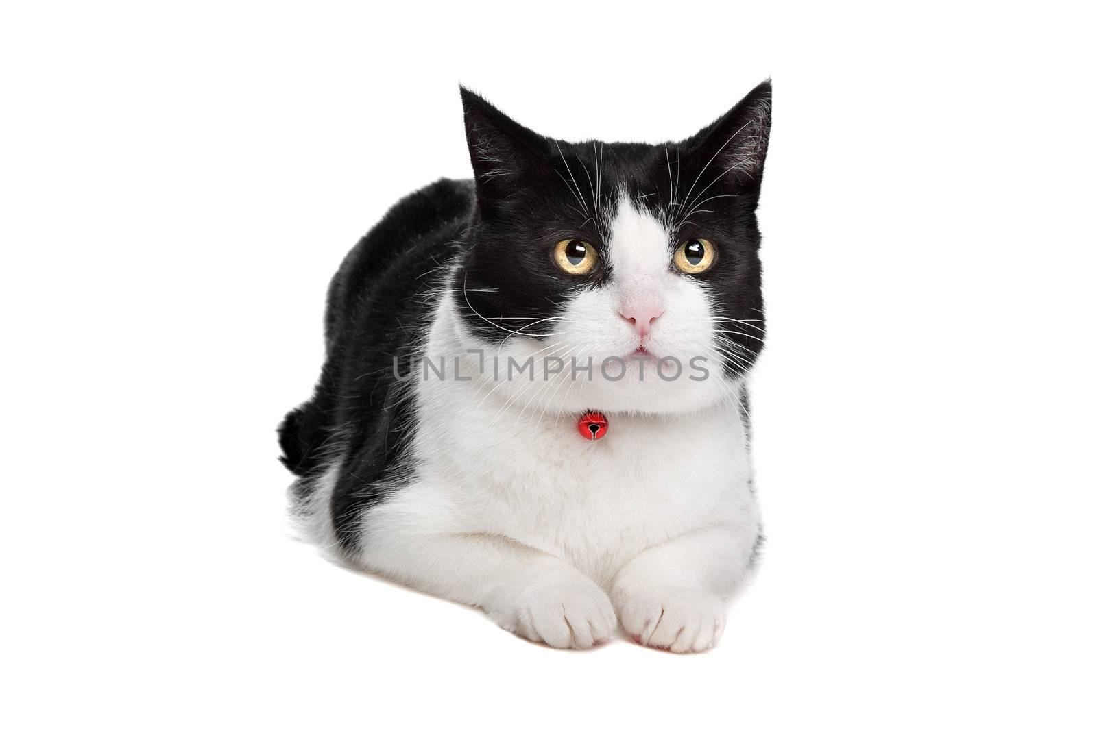 Black and white cat in front of a white background