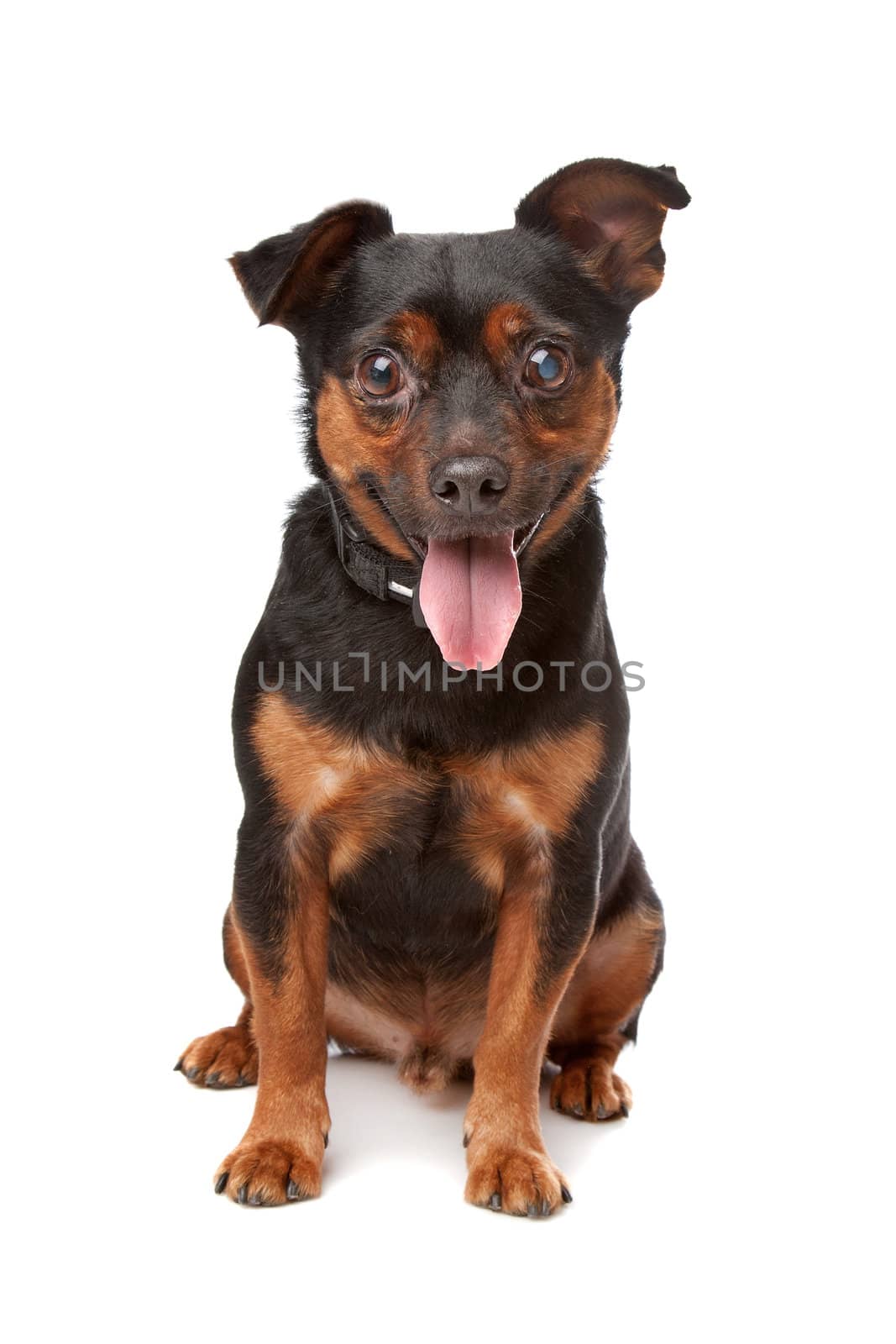 blind mixed breed dog in front of a white background