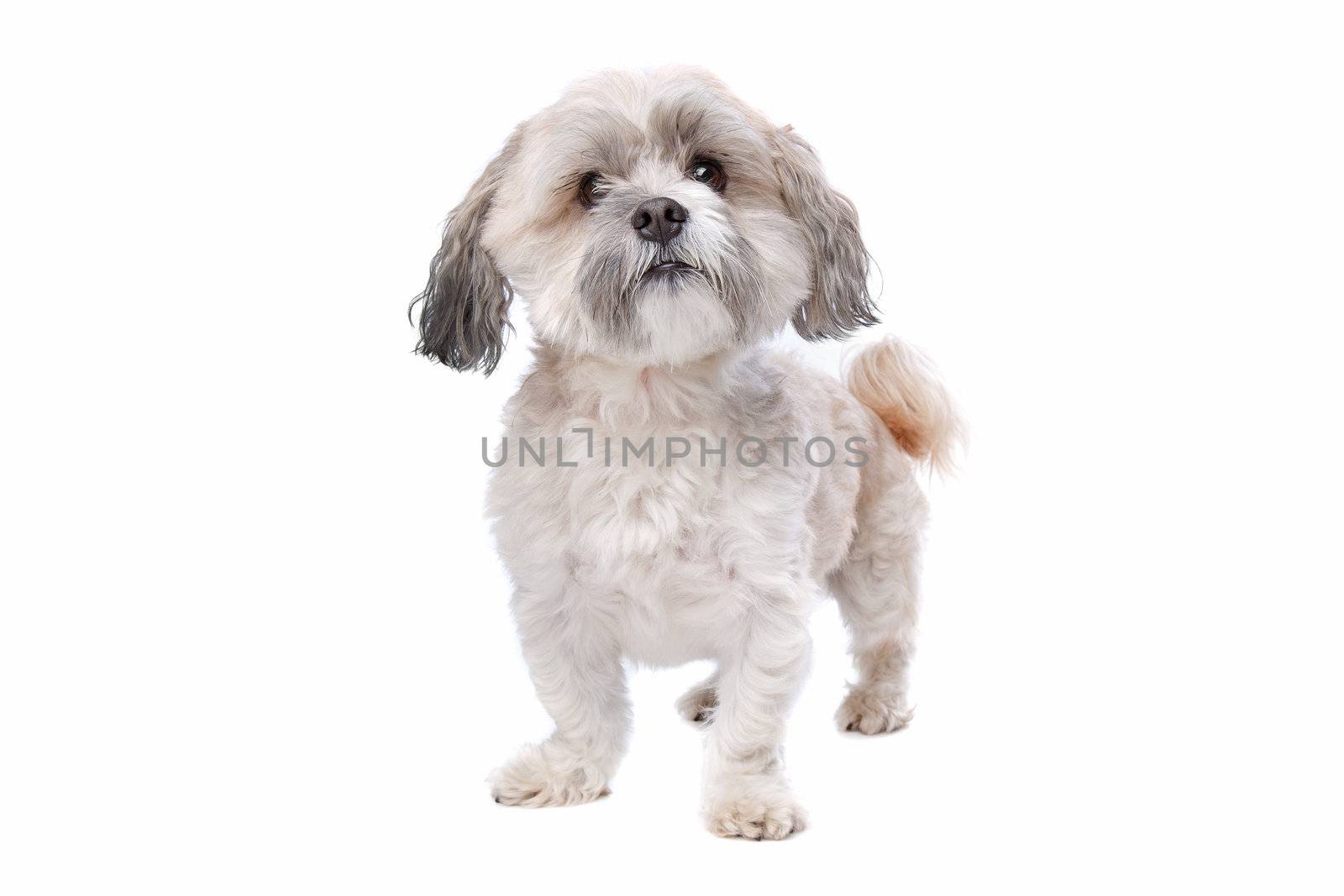 shih tzu dog in front of a white background