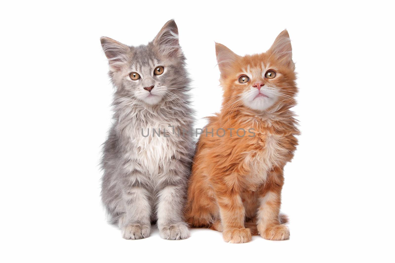 Maine Coon kittens in front of a white background