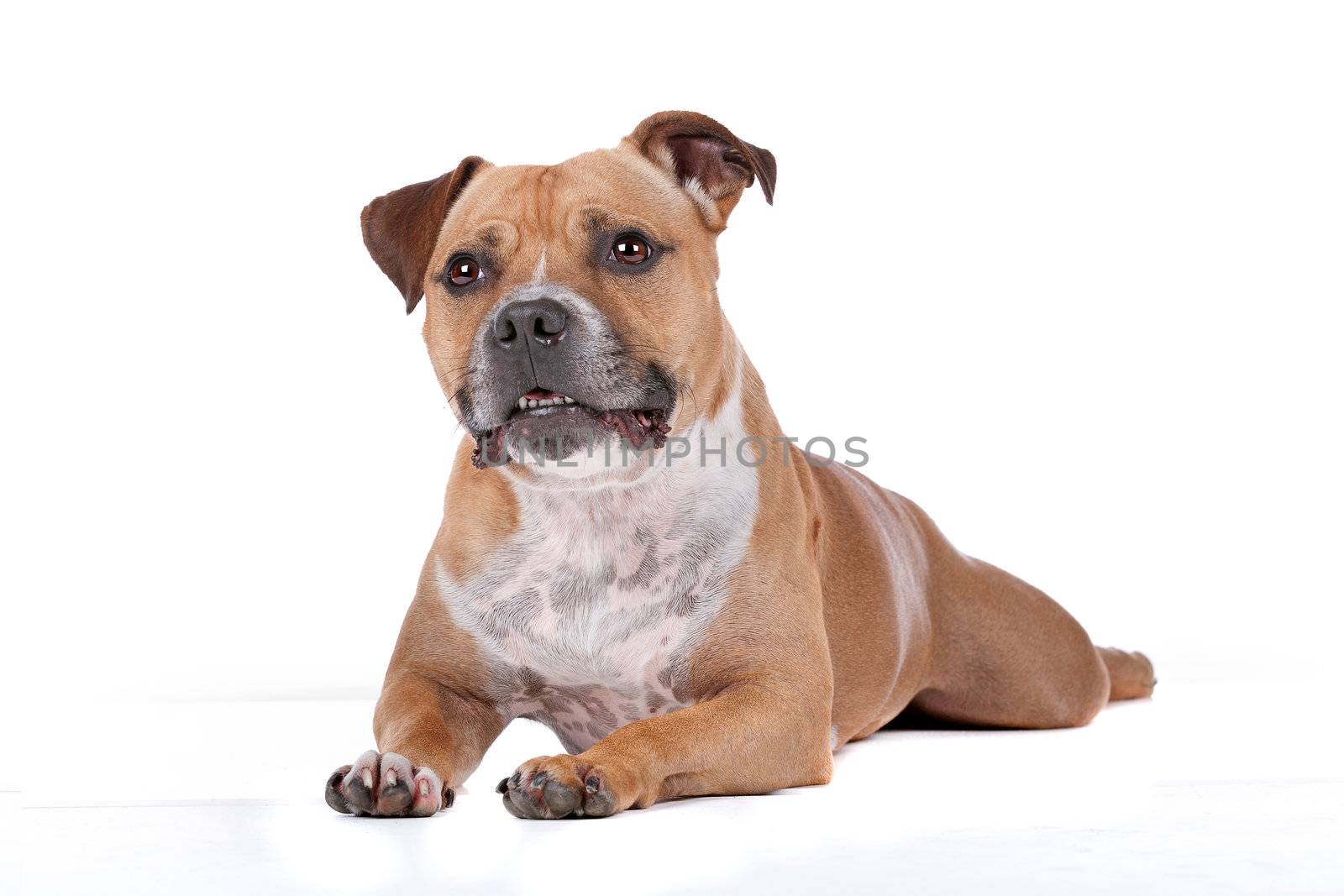staffordshire bull terrier in front of a white background
