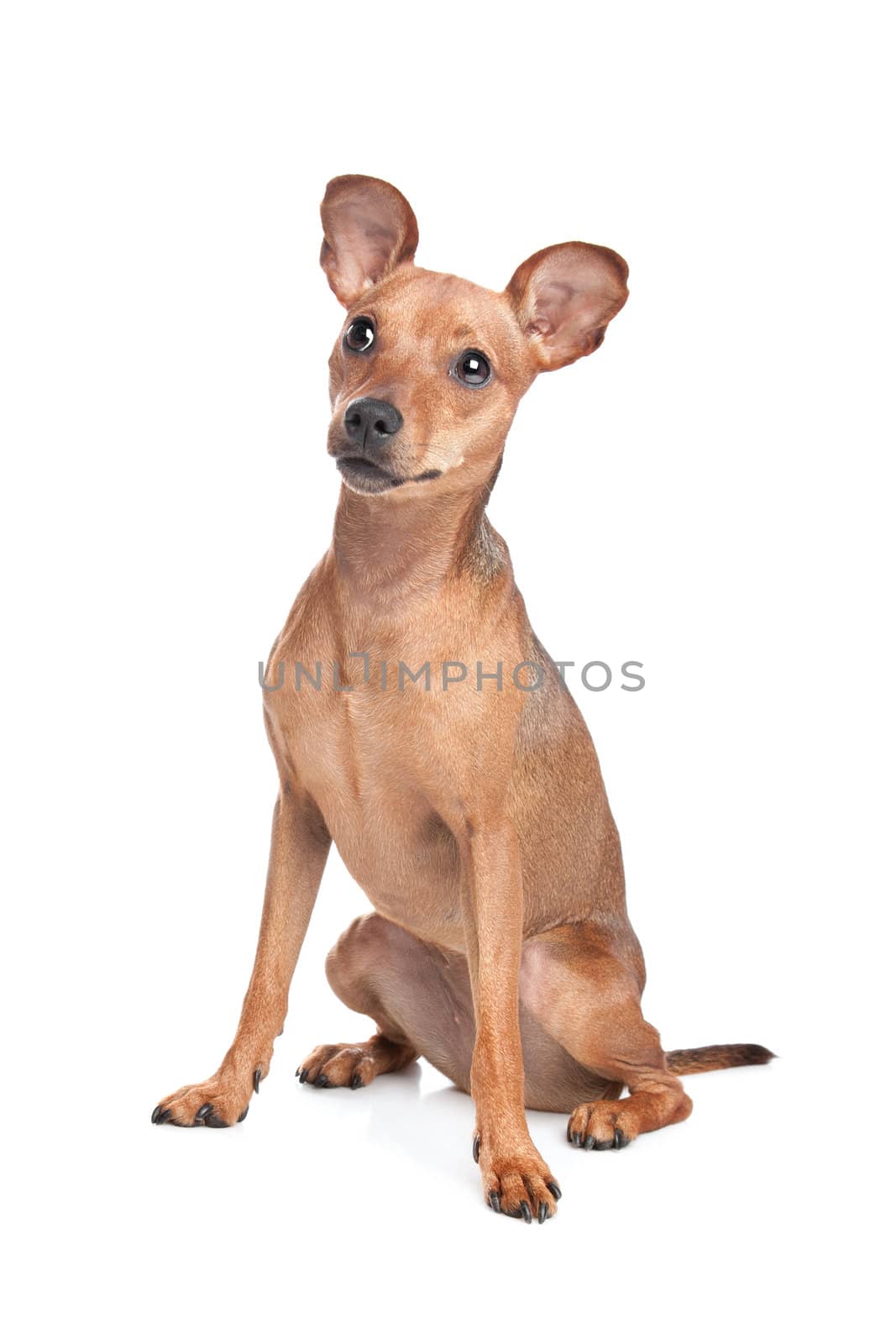 Miniature Pinscher in front of a white background