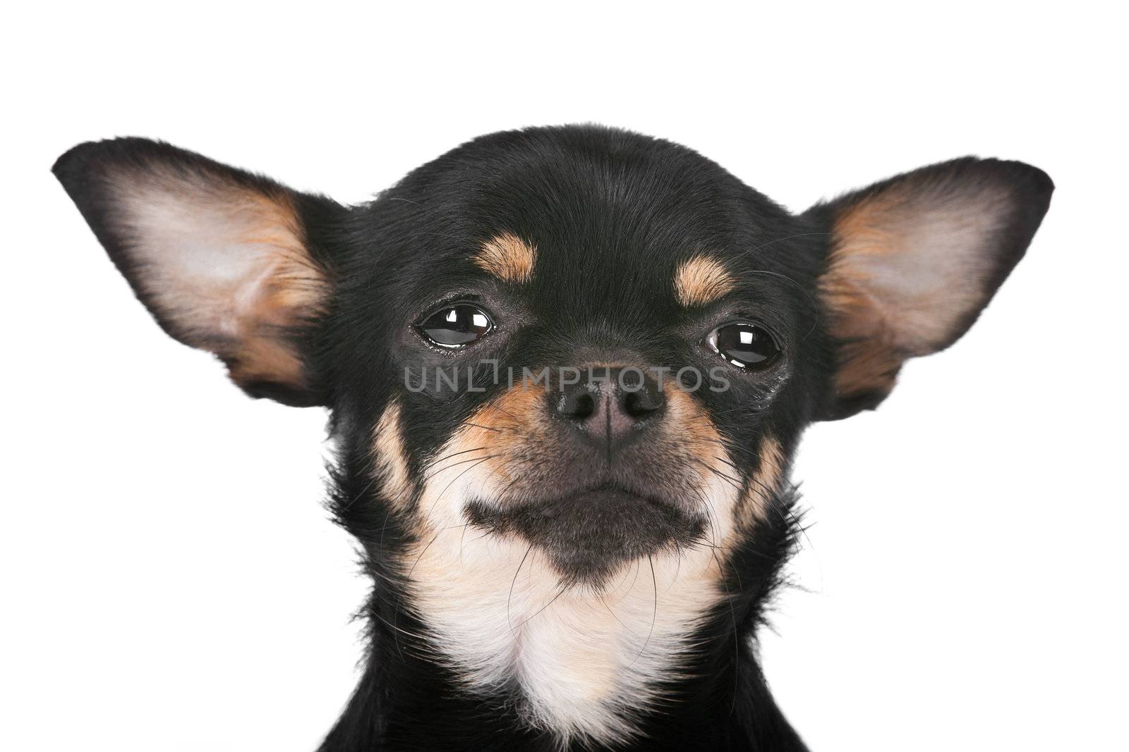 Chihuahua dog in front of a white background