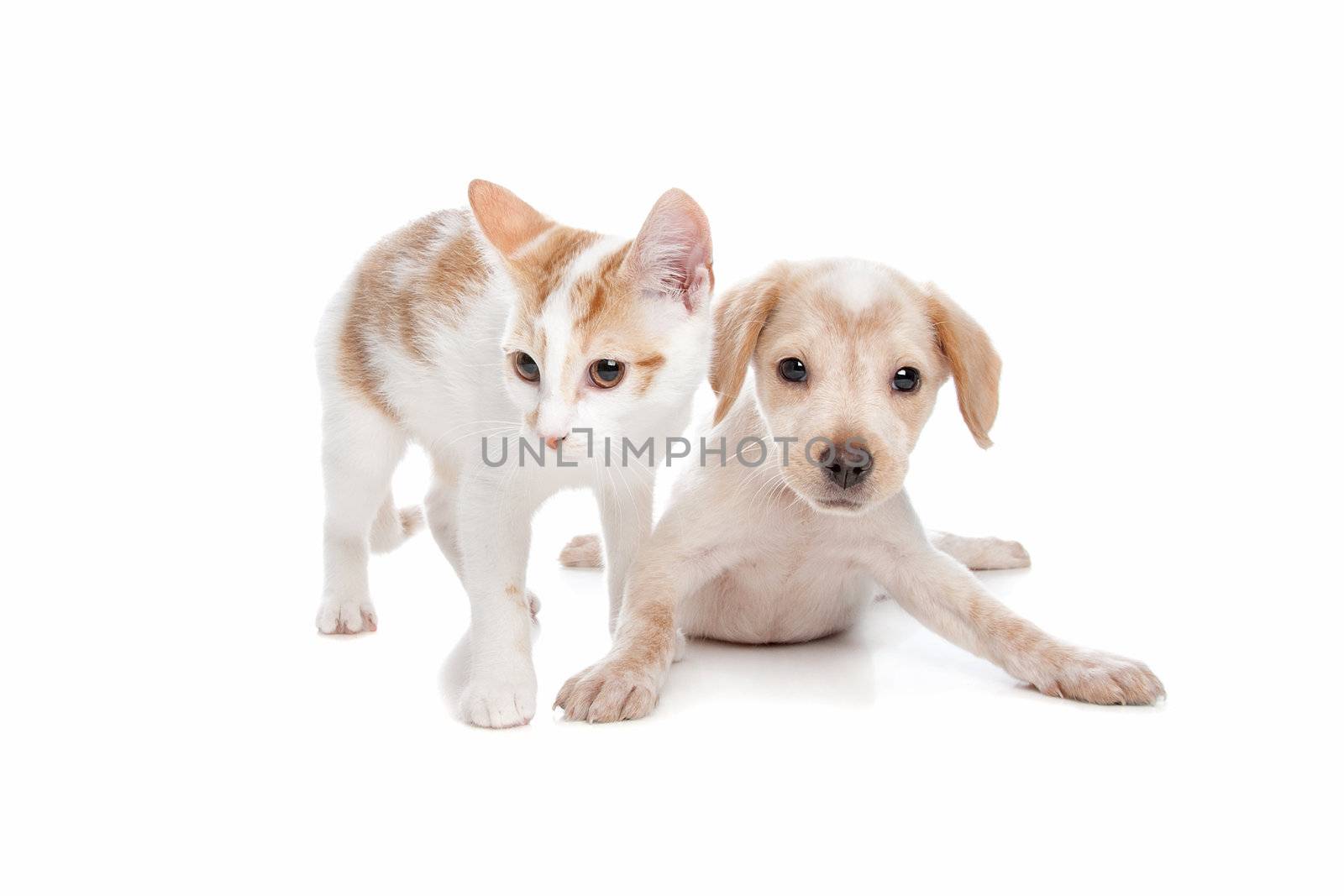 Puppy and kitten in front of a white background