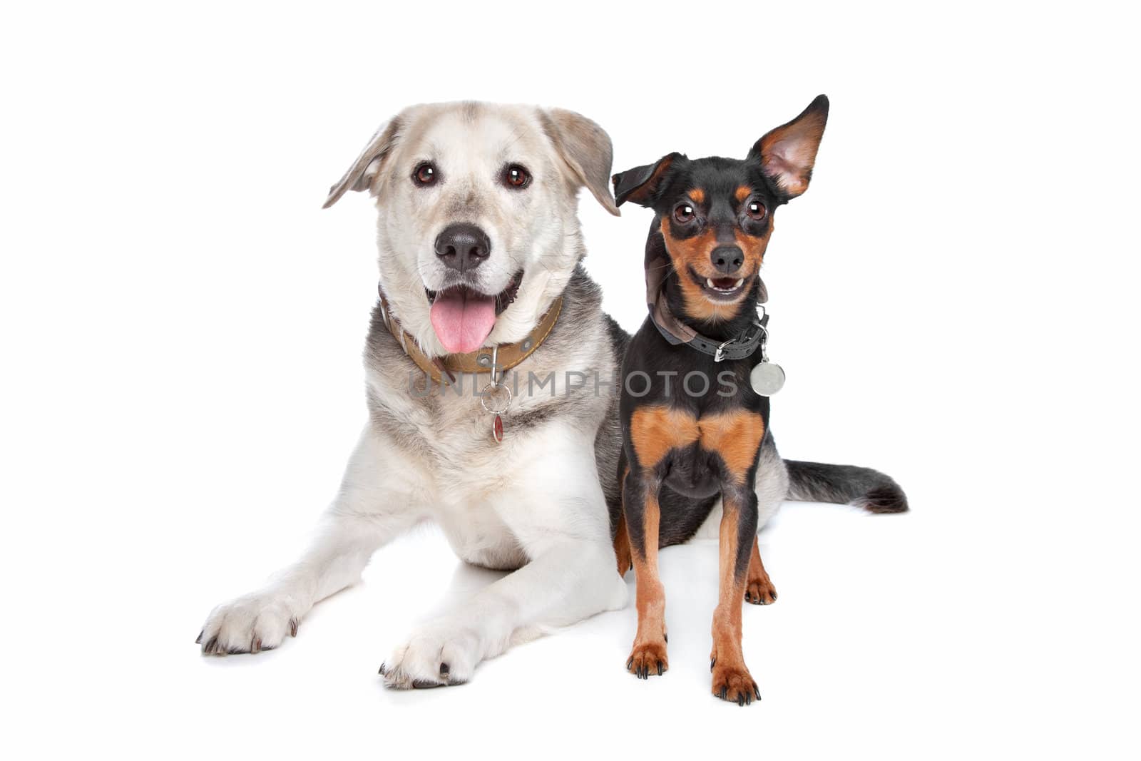 miniature Pinscher and a mixed breed Labrador in front of white
