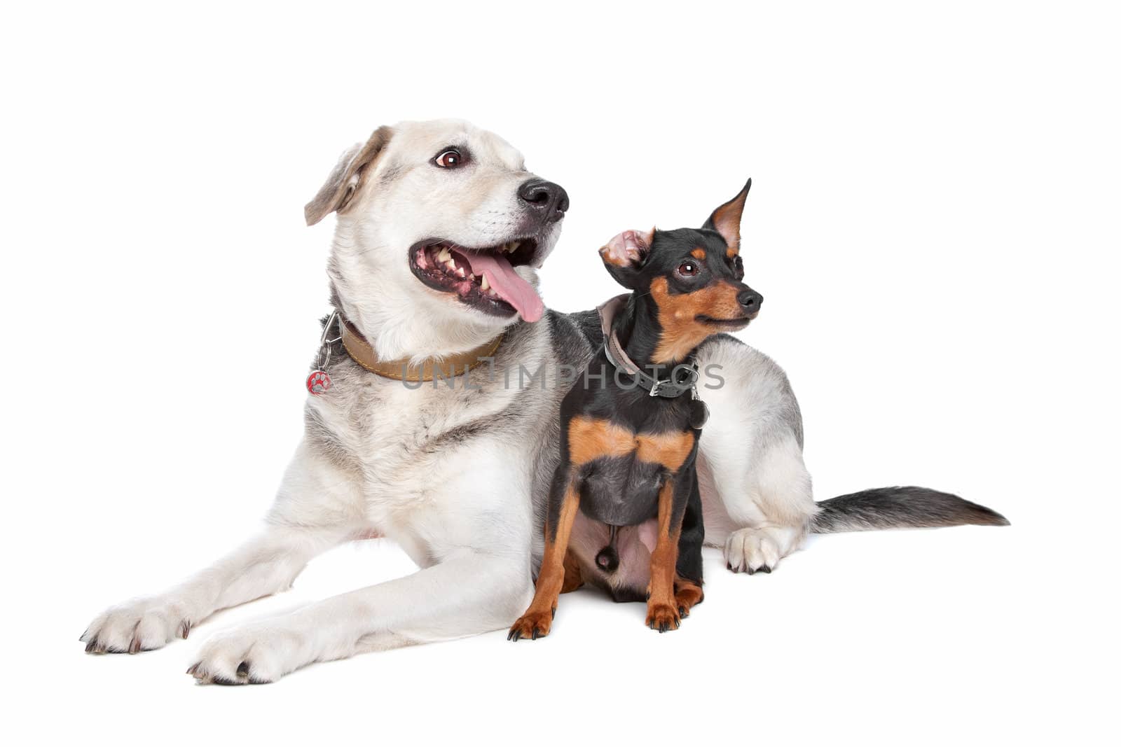 miniature Pinscher and a mixed breed Labrador in front of white