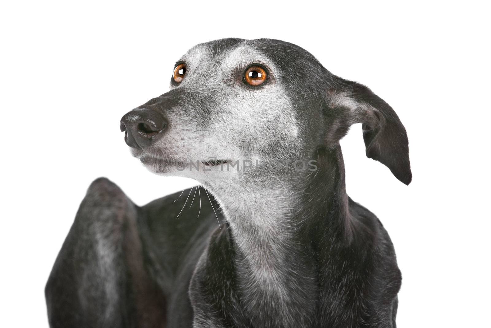 Old greyhound in front of a white background