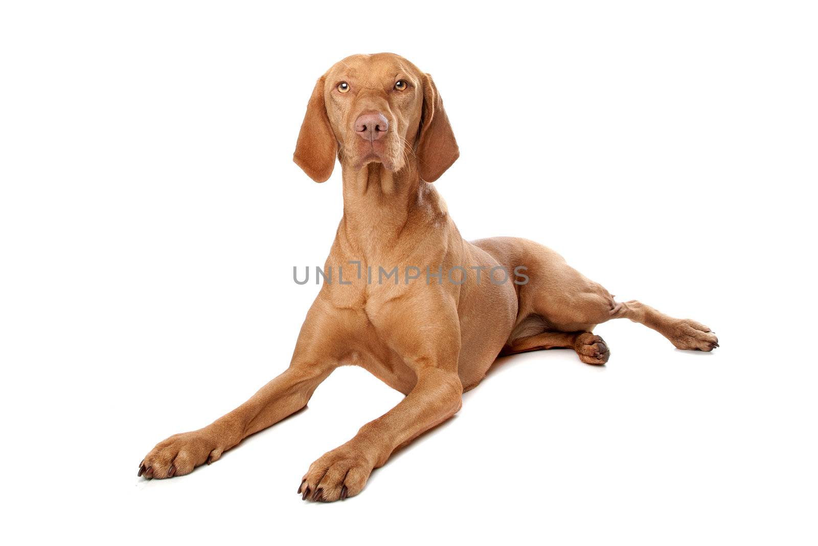 Hungarian Vizsla in front of a white background
