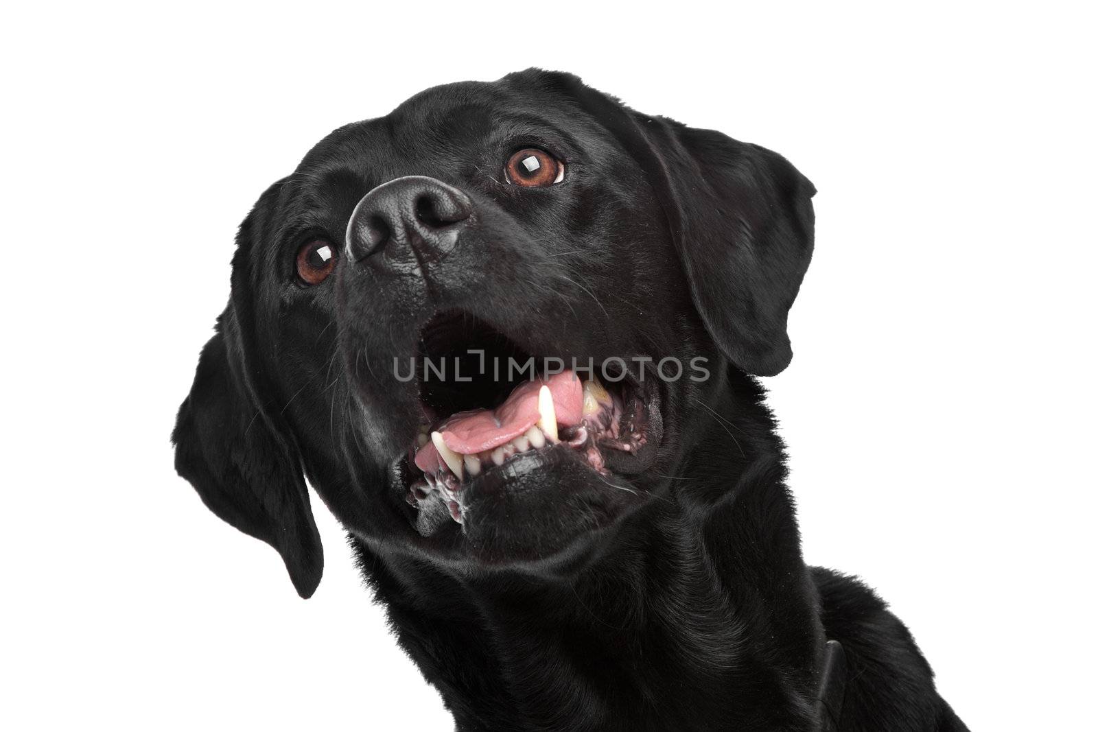 Black Labrador in front of a white background