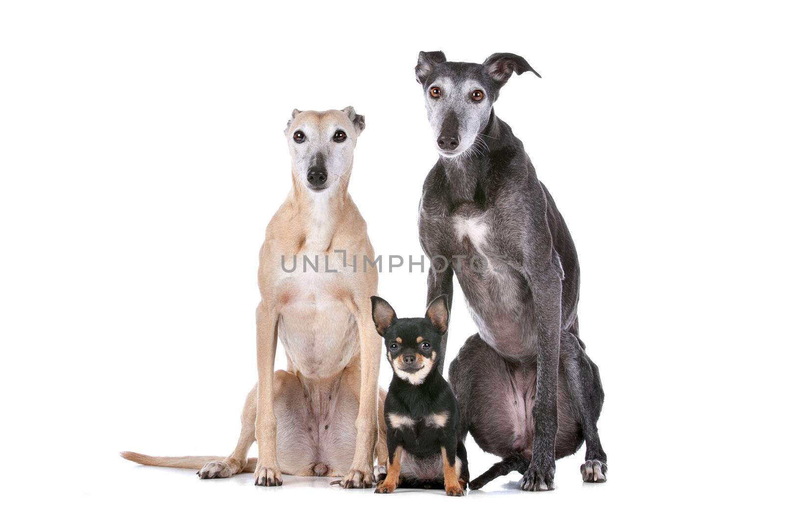 two greyhounds and a chihuahua in front of a white background